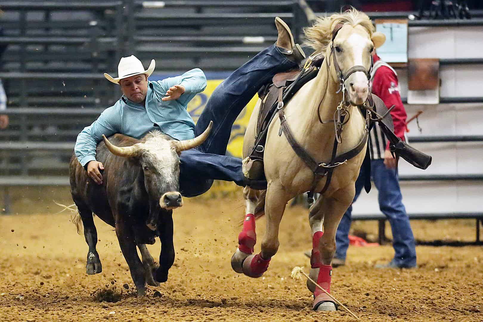 A rodeo bullfighter works the arena at the Mesquite Championship Rodeo