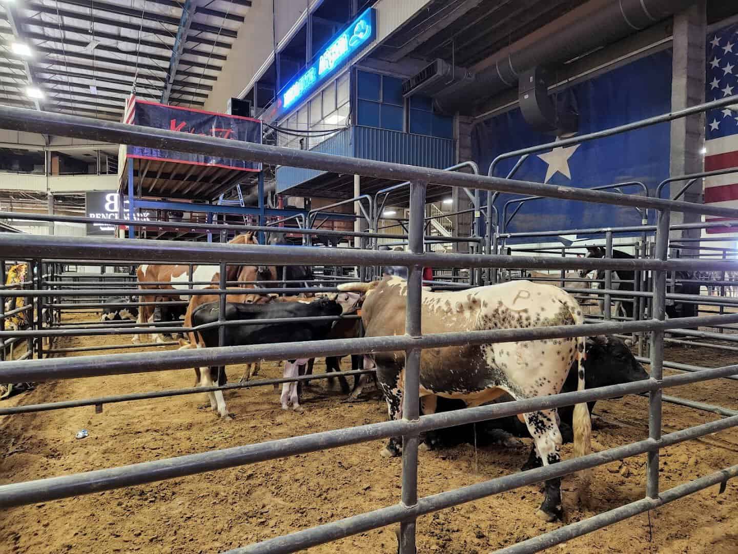Bulls waiting in the chutes at the Mesquite Championship Rodeo
