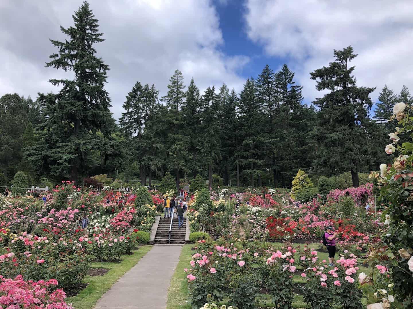 Rose beds at the International Rose Test Garden in Portland, Oregon