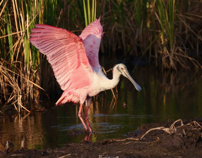 Roseate Spoonbill with wings raised in the shallows at South Padre Island Birding and Nature Center