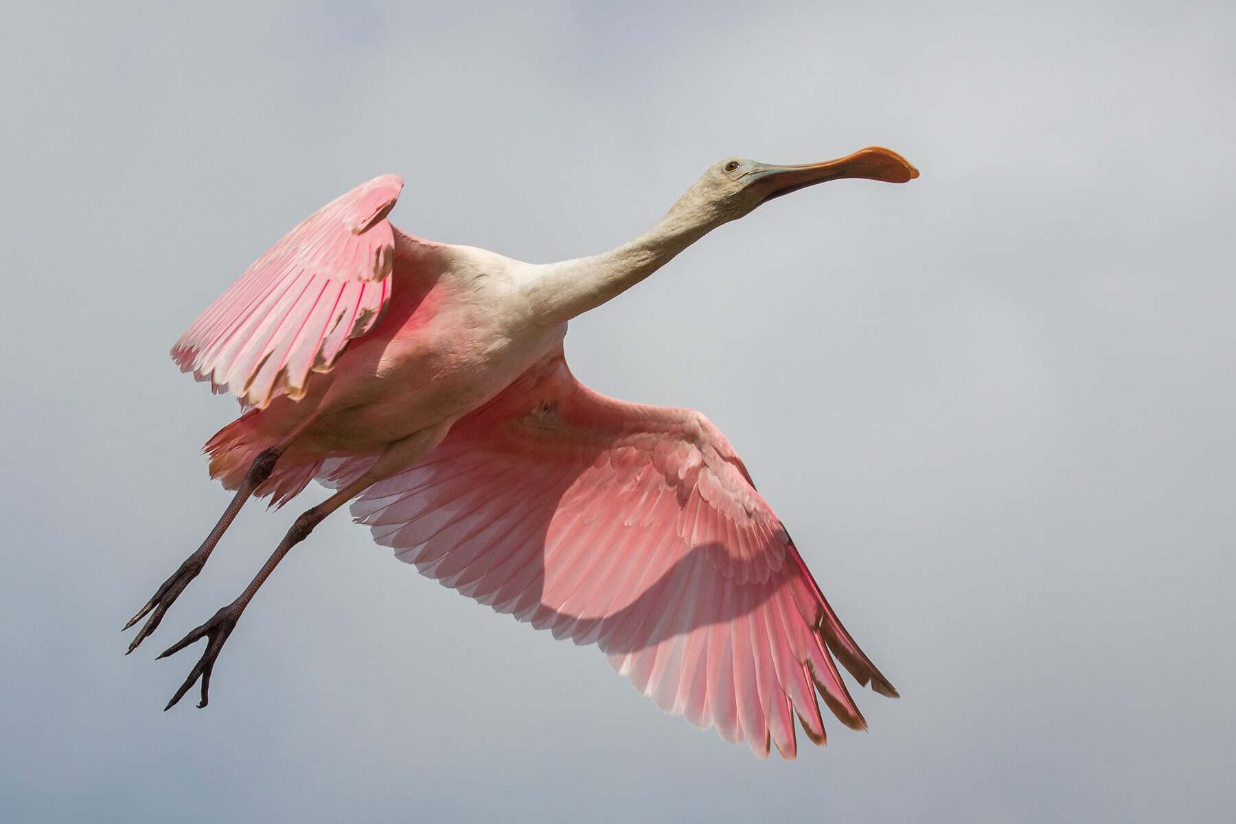 Roseate spoonbills in flight over the marsh at Armand Bayou Nature Center