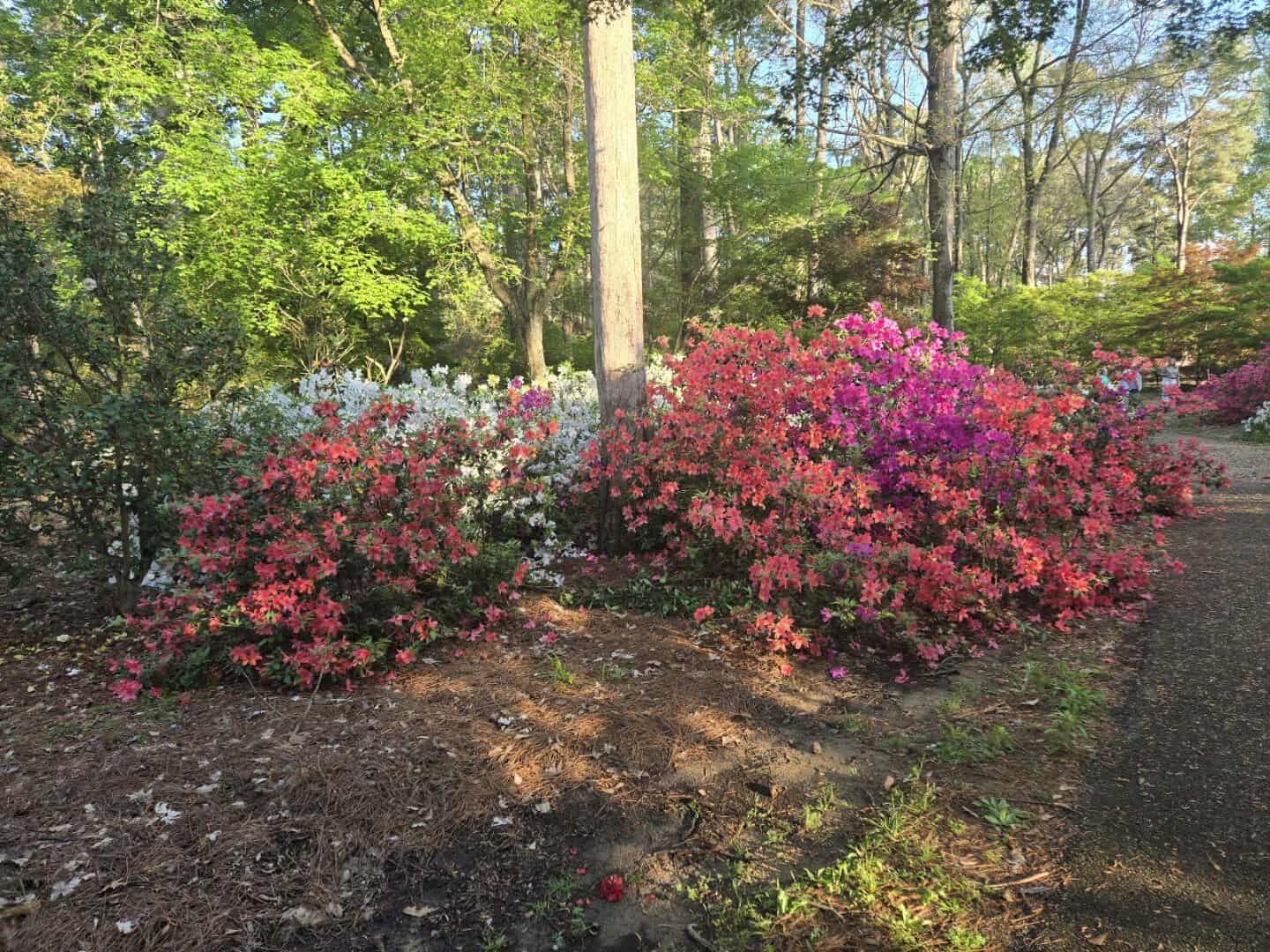 Azaleas in full bloom at the Ruby M. Mize Azalea Garden in Nacogdoches, Texas