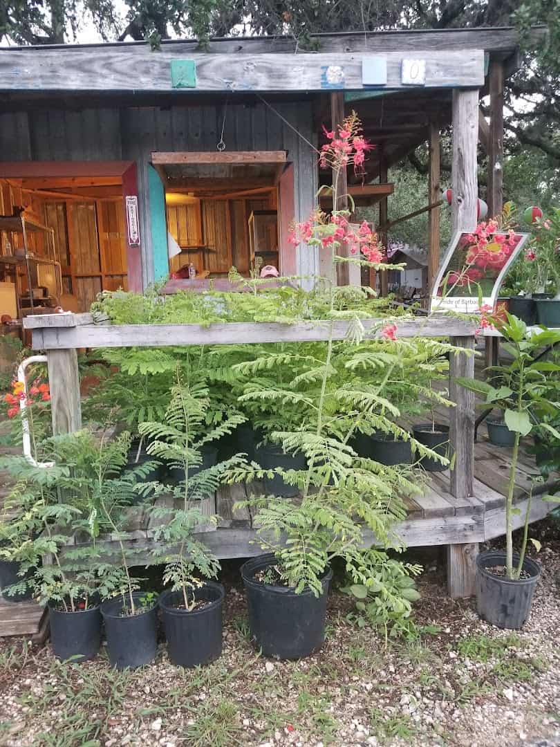 Rustic wooden market storefront under the oaks at Wimberley Market Days
