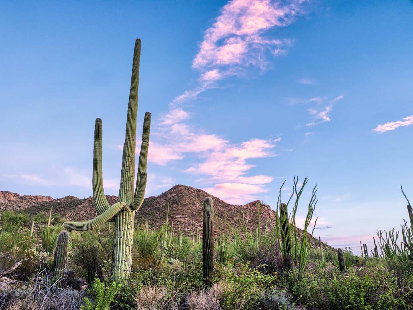 Saguaro cactuses at sunset in Saguaro National Park near Tucson, Arizona