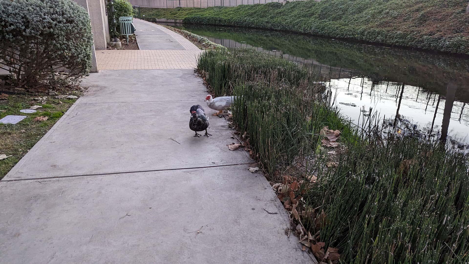 Paved riverside walking path along the Museum Reach of the San Antonio River Walk