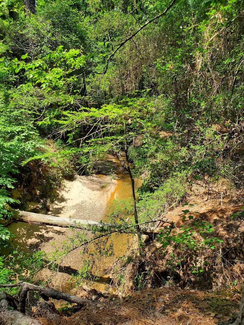 A sandy-bottomed creek deep in the woods at W.G. Jones State Forest near Conroe, Texas