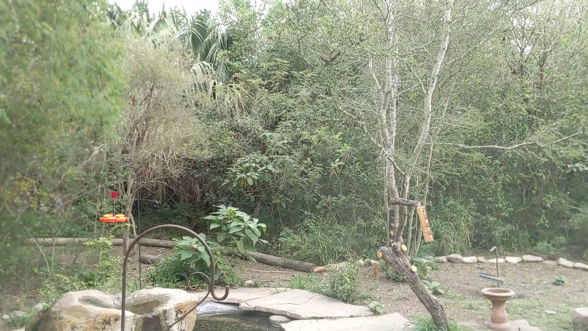 A bird feeding station with feeders in the brush at Santa Ana National Wildlife Refuge