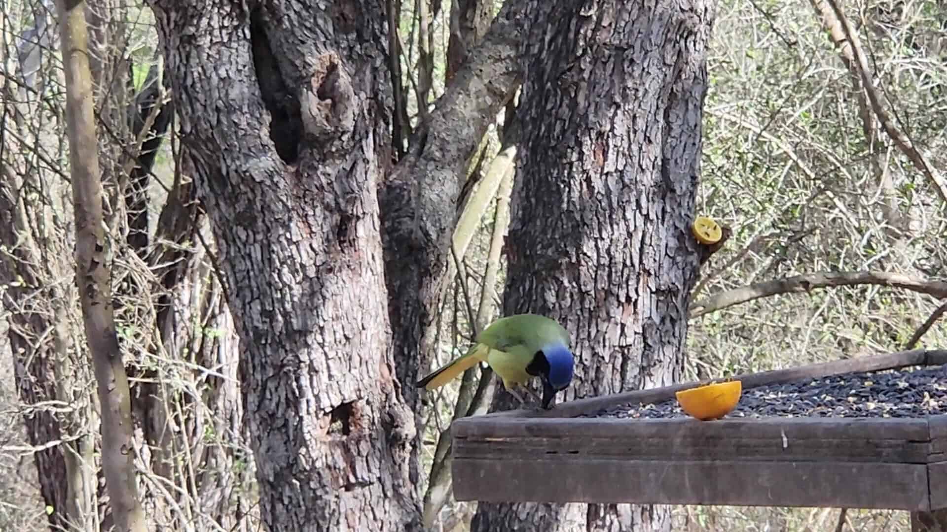 A green jay at a feeding platform at Santa Ana National Wildlife Refuge
