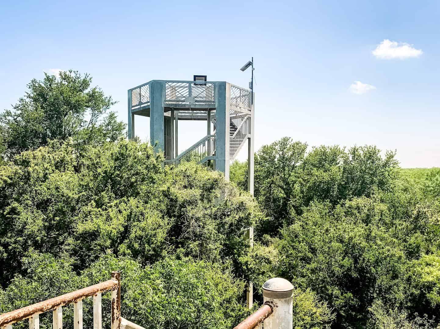 Forty-foot observation tower rising above the forest at Santa Ana National Wildlife Refuge