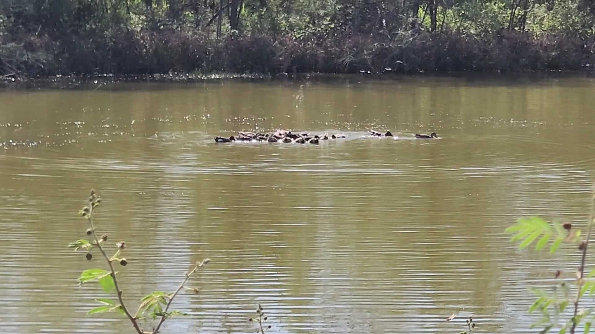 Waterfowl resting on Pintail Lakes at Santa Ana National Wildlife Refuge