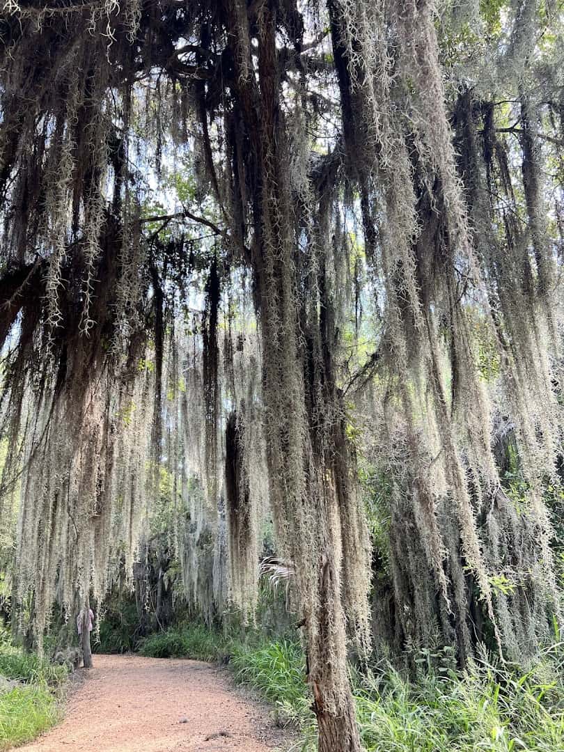 Spanish moss draping the subtropical forest at Santa Ana National Wildlife Refuge