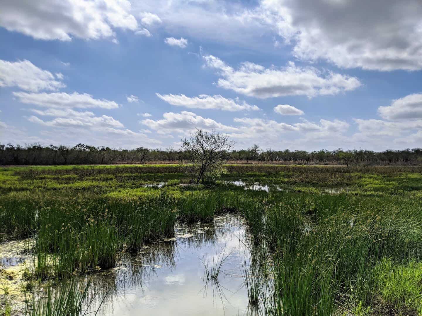 Reedy wetland marsh reflecting the sky at Santa Ana National Wildlife Refuge