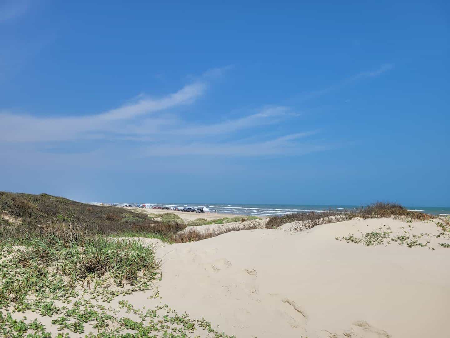 Sea oats on protected sand dunes at Mustang Island State Park, Texas