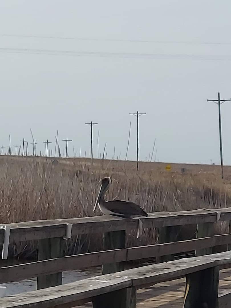 Brown pelican on a boardwalk rail at Sea Rim State Park near McFaddin refuge, Texas