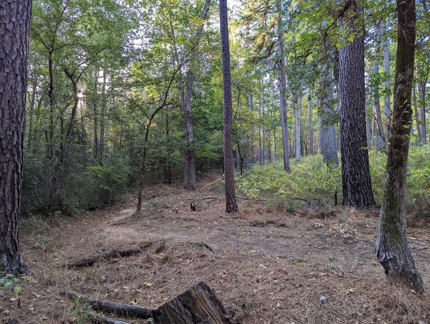 Shaded pine forest trail at Mission Tejas State Park
