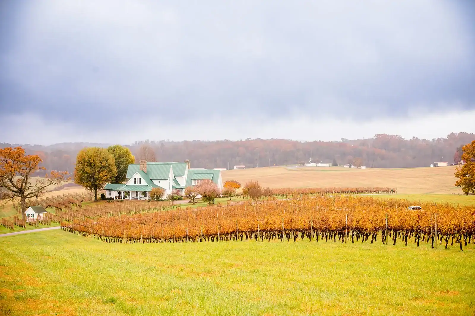 Amber fall vineyard rows and farmhouse at Shelton Vineyards in the Yadkin Valley, North Carolina