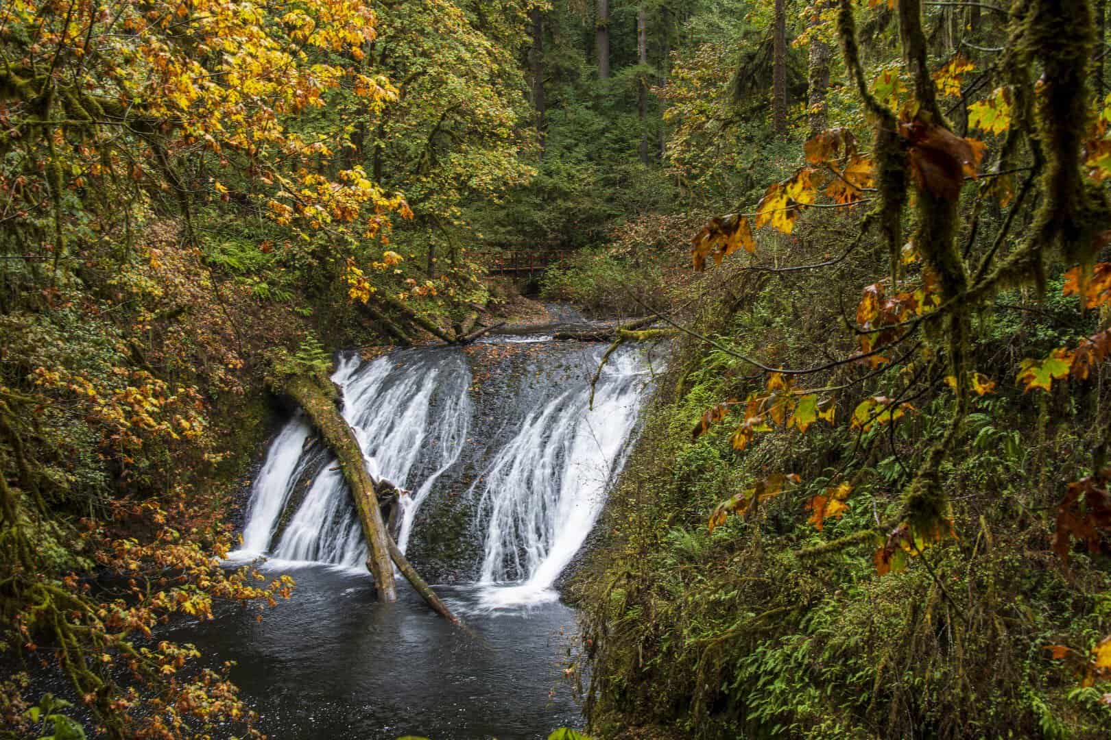 A waterfall framed by golden autumn maples at Silver Falls State Park, Oregon