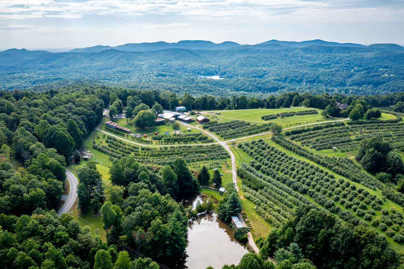 Aerial view of orchard rows at Sky Top Orchard in Zirconia, North Carolina