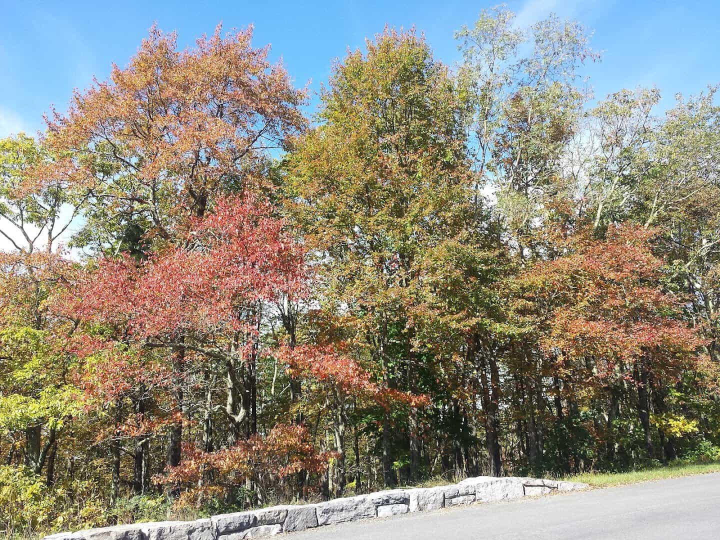 Red and gold autumn trees along the stone wall of Skyline Drive in Shenandoah National Park, Virginia