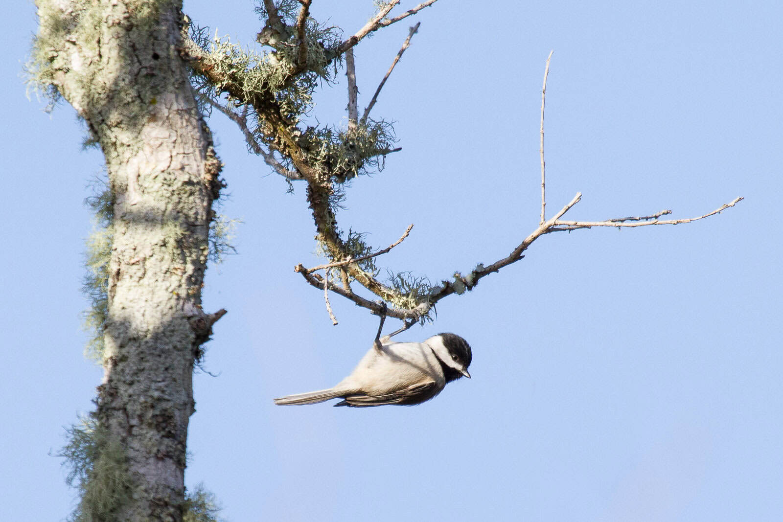 Small bird in flight beside a moss-draped branch above the bayou at Armand Bayou Nature Center