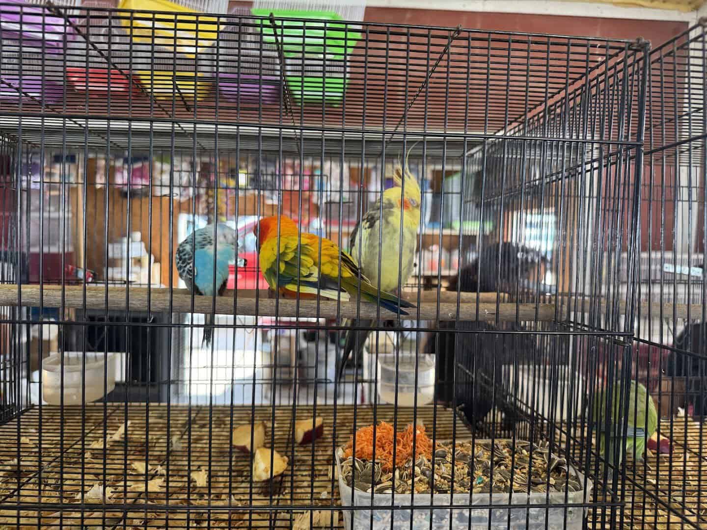 Songbirds in cages at a vendor stall in 77 Flea Market in Brownsville, Texas