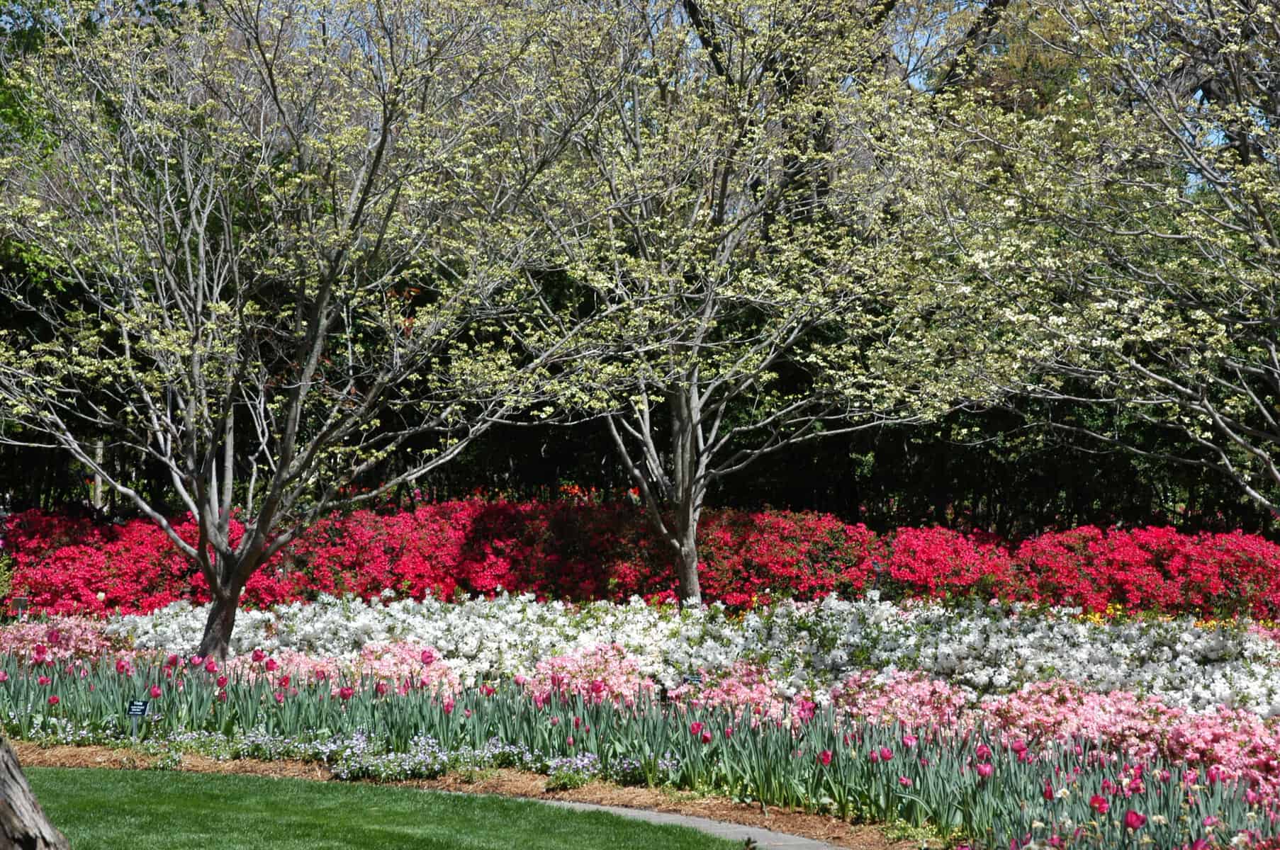 Tulips and azaleas in full spring bloom at the Dallas Arboretum in Dallas