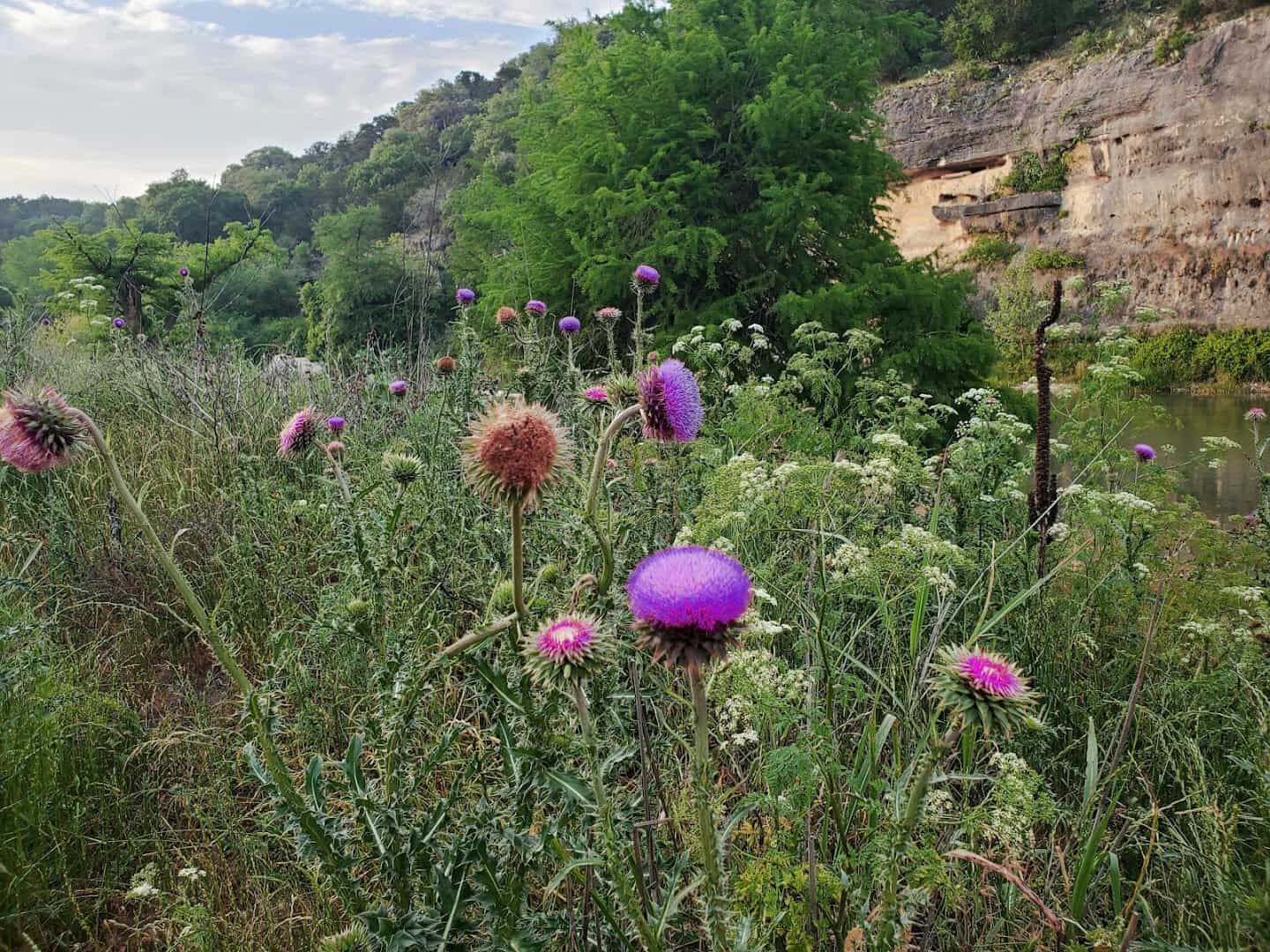 Spring wildflowers blooming at Guadalupe River State Park near Honey Creek, Texas