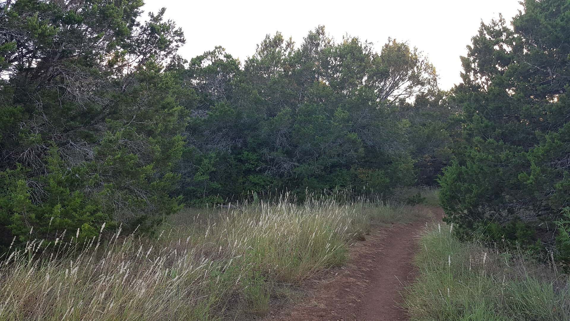 Dirt hiking trail through grass and trees at St. Edwards Park in Austin