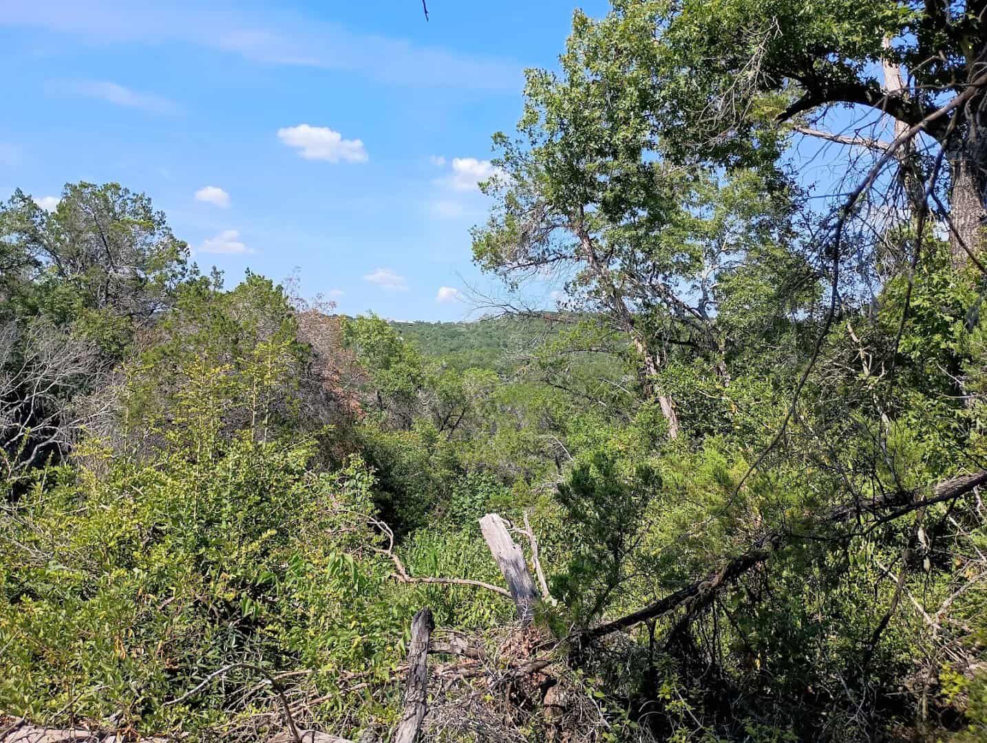 Hill Country woodland view under a blue sky at St. Edwards Park in Austin