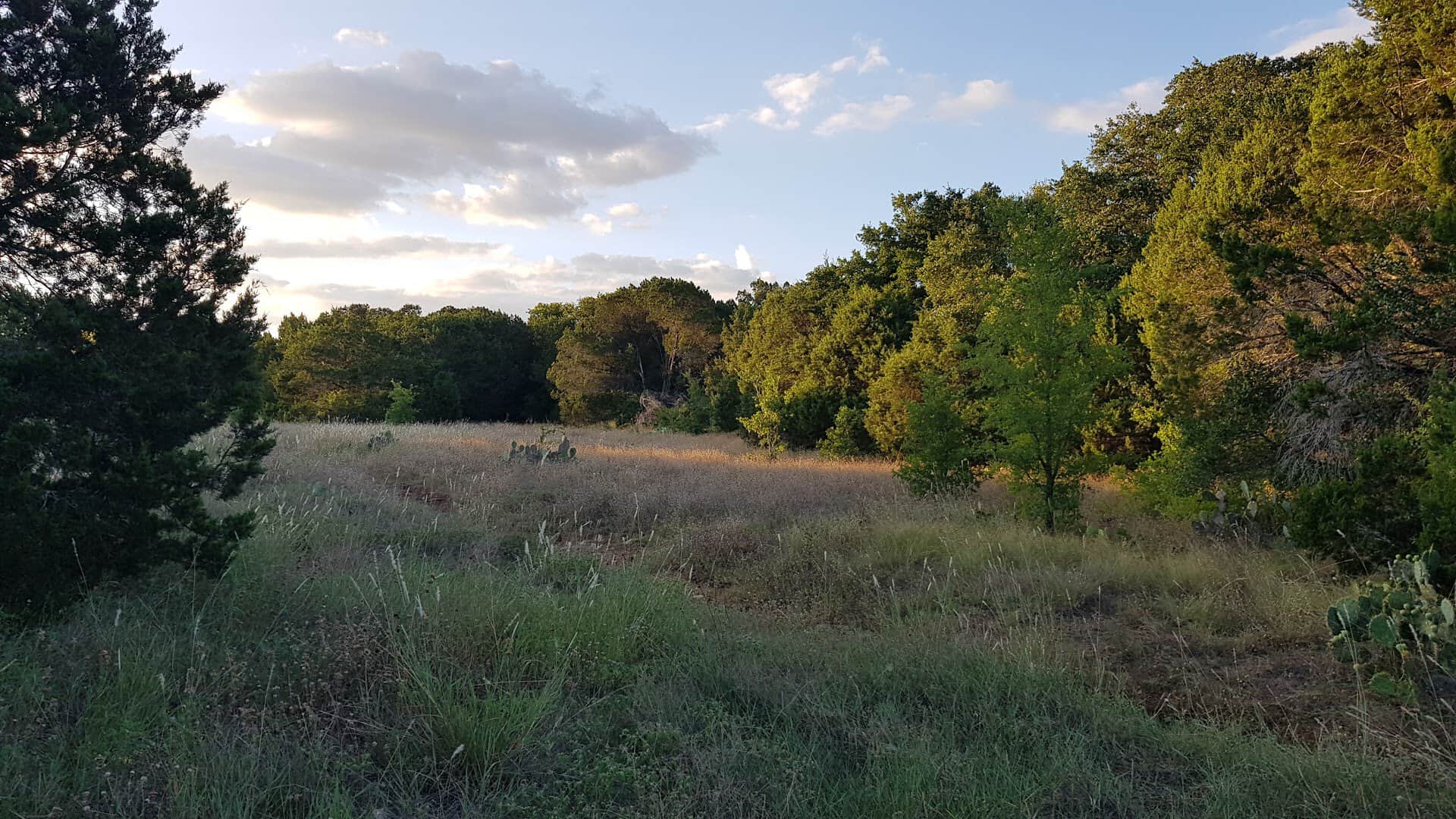 Open meadow and oak-juniper woodland at golden hour at St. Edwards Park in Austin