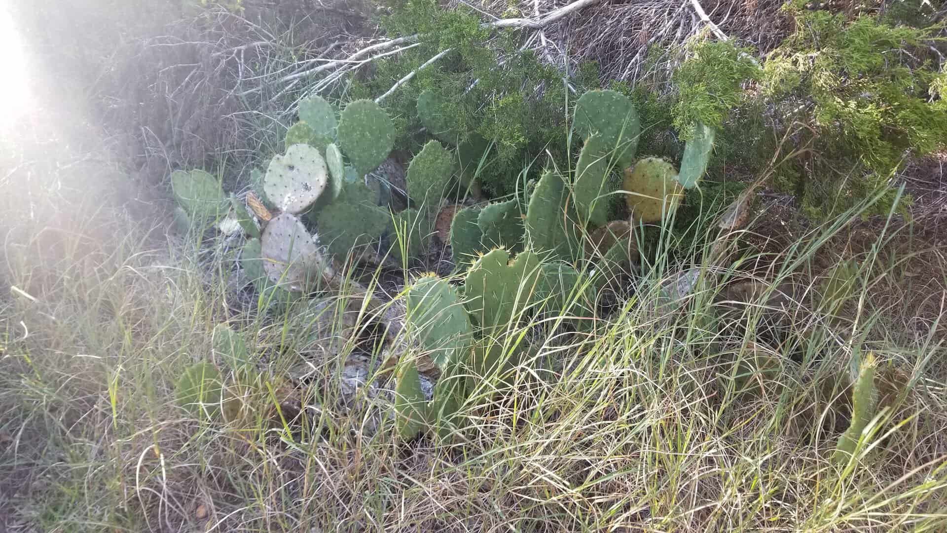 Prickly pear cactus and native grasses beside the trail at St. Edwards Park in Austin
