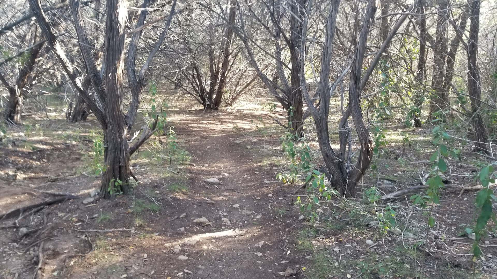 Cedar and oak woodland along the trail at St. Edwards Park in Austin