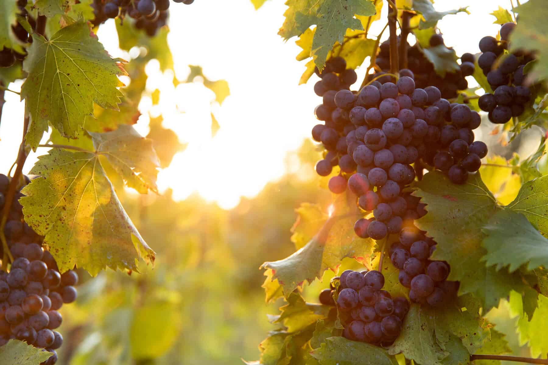 Backlit golden grape clusters at harvest at Stone Hill Winery in Hermann, Missouri