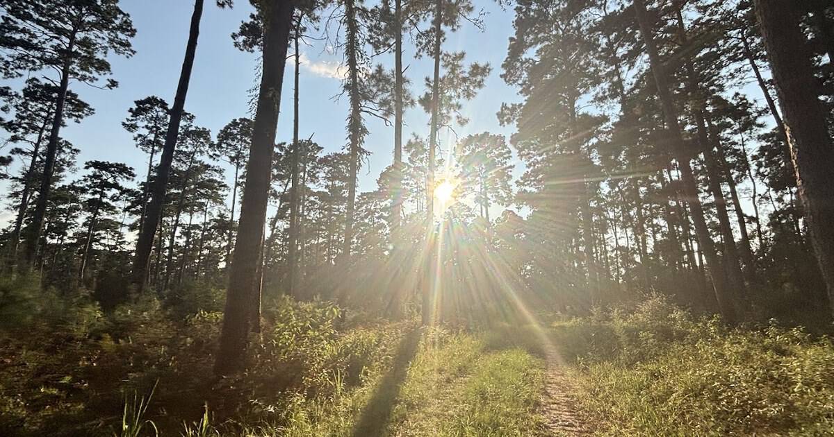 This Easy Texas Hike Ends at a Swinging Rainbow Bridge Tucked Deep in the Woods