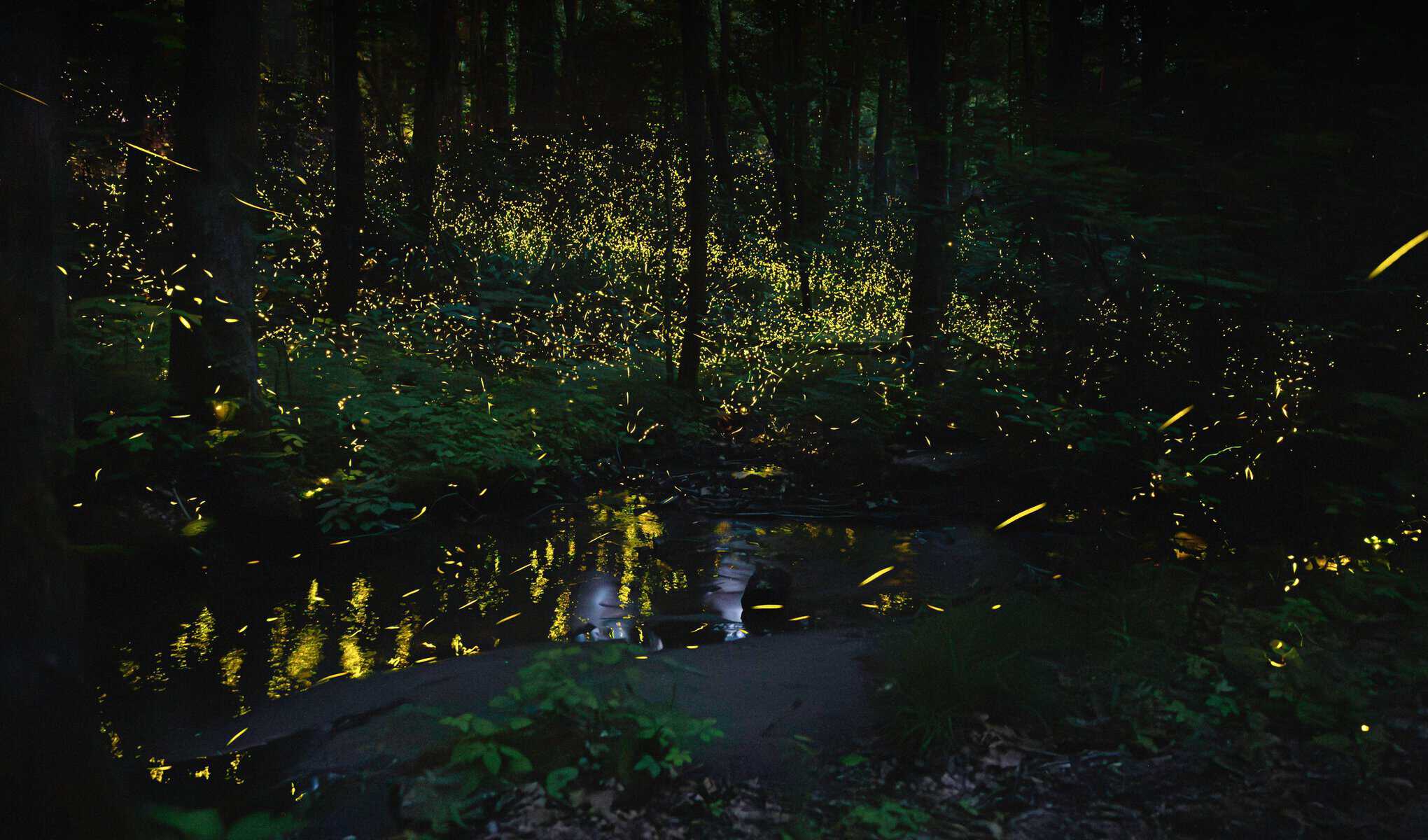 Thousands of synchronous fireflies glowing gold in a dark forest, Great Smoky Mountains Tennessee