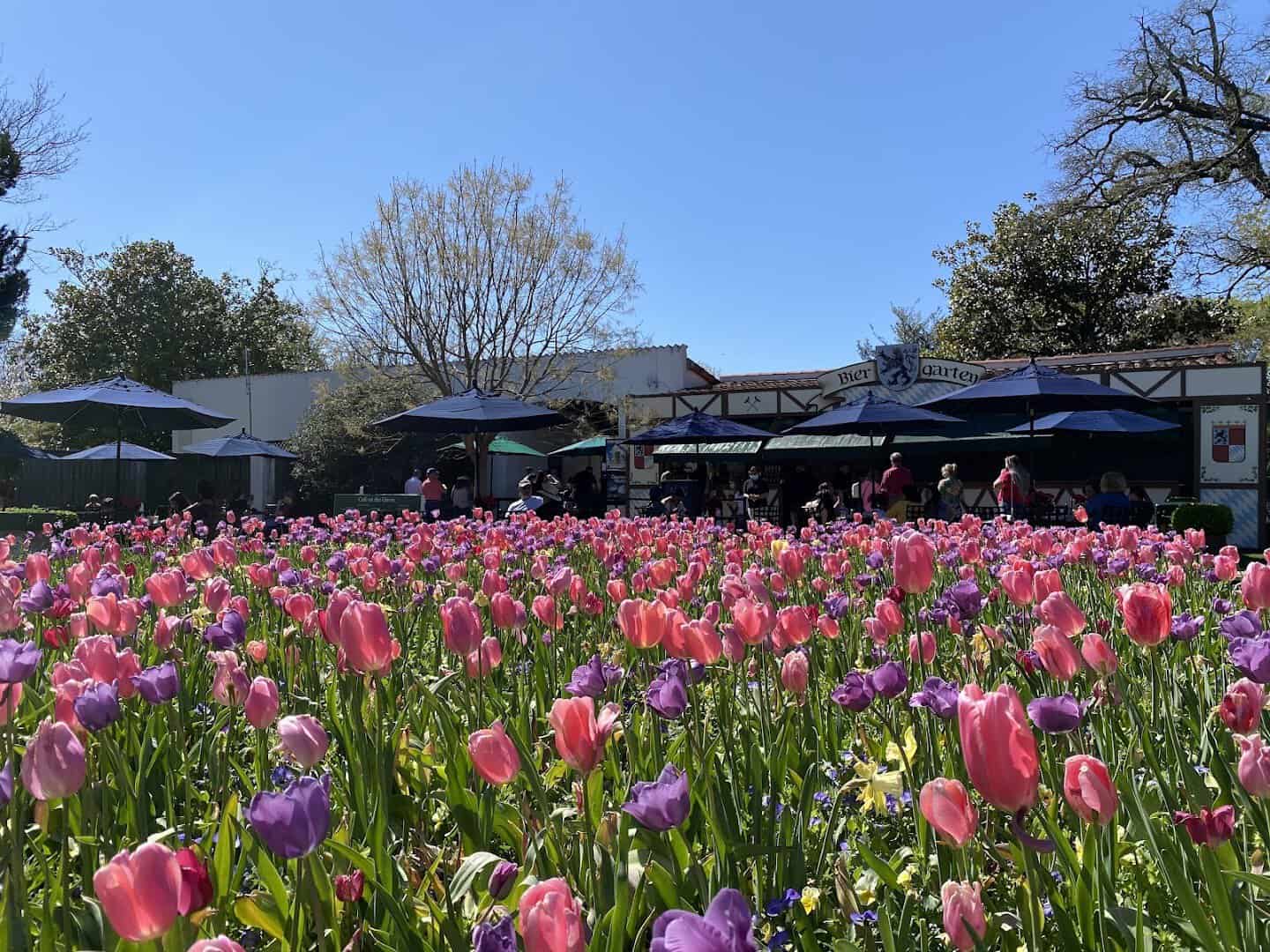 Tulip beds beside the patio at A Tasteful Place at the Dallas Arboretum in Dallas