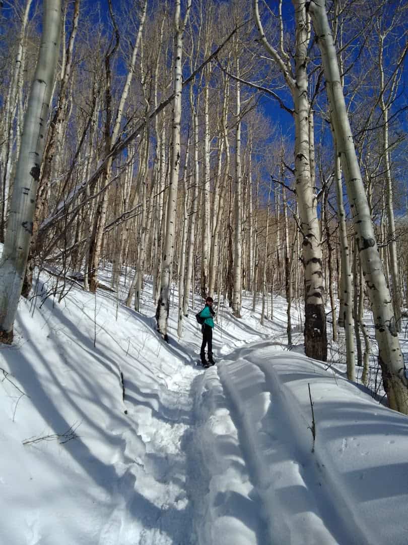 Snowy aspen trail near Telluride, Colorado
