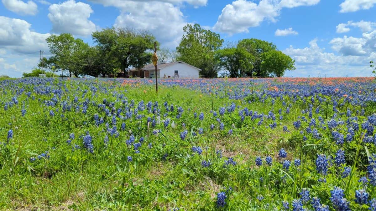 These Texas Roads and Gardens Explode With Wildflowers Every Spring