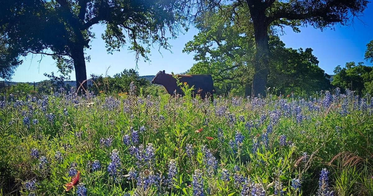 These Texas Roads and Gardens Explode With Wildflowers Every Spring
