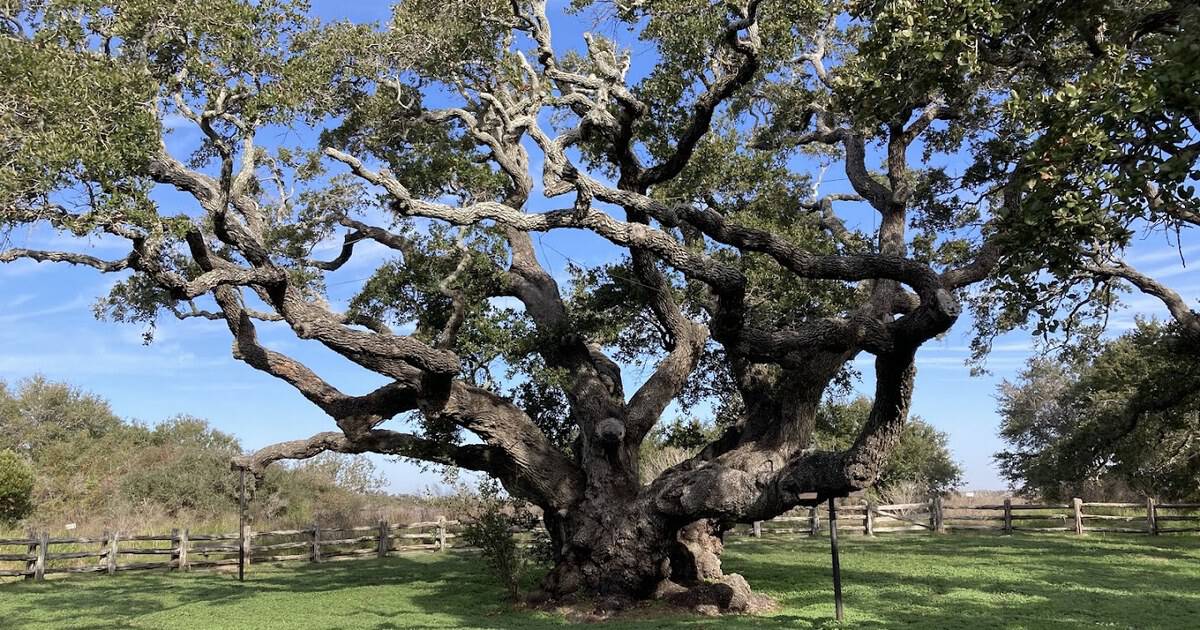 This Thousand-Year-Old Texas Live Oak Has Outlasted Pirates, Hurricanes, and a Civil War Battle