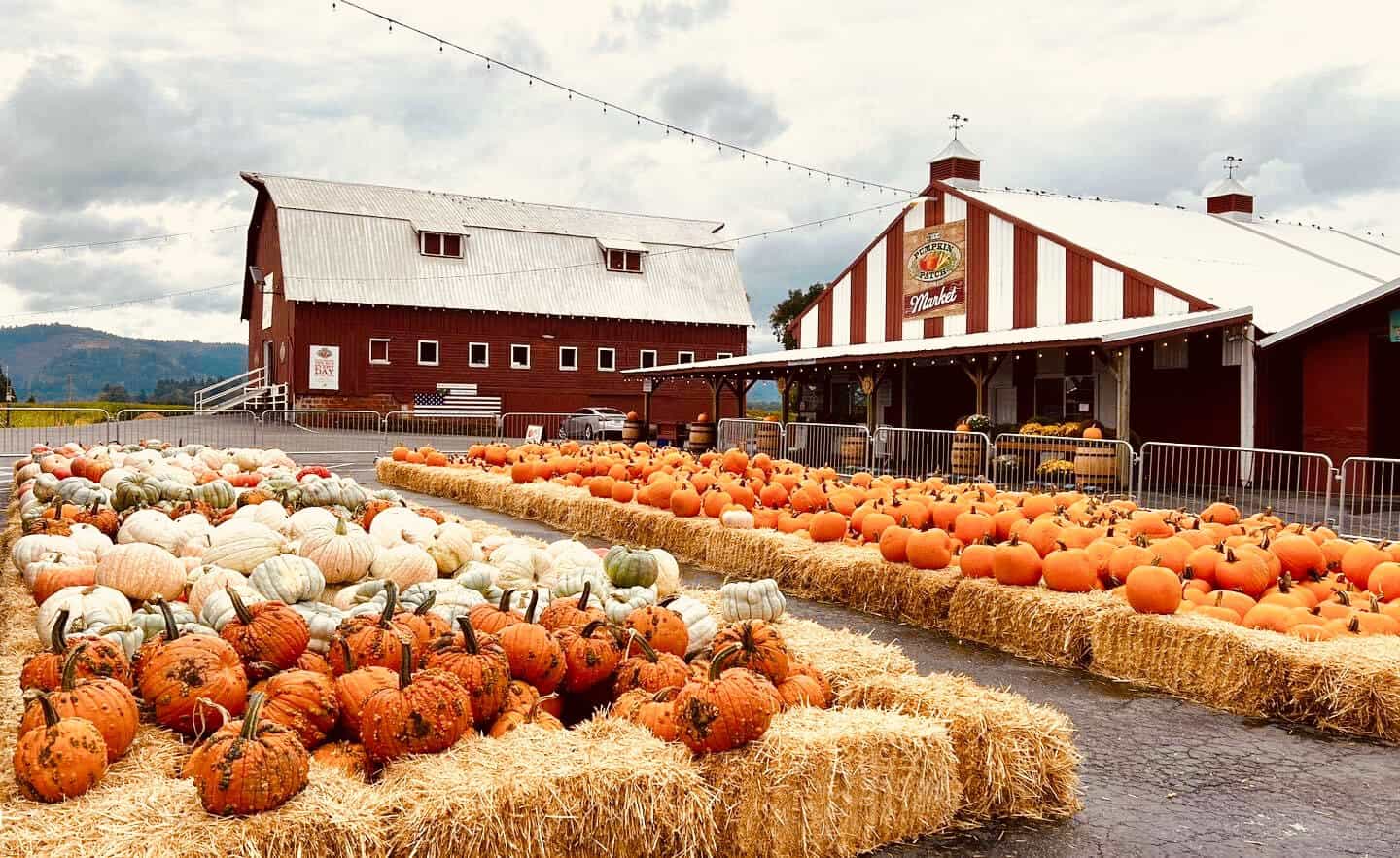 Pumpkins piled on hay bales in front of the barn at The Pumpkin Patch on Sauvie Island, Oregon