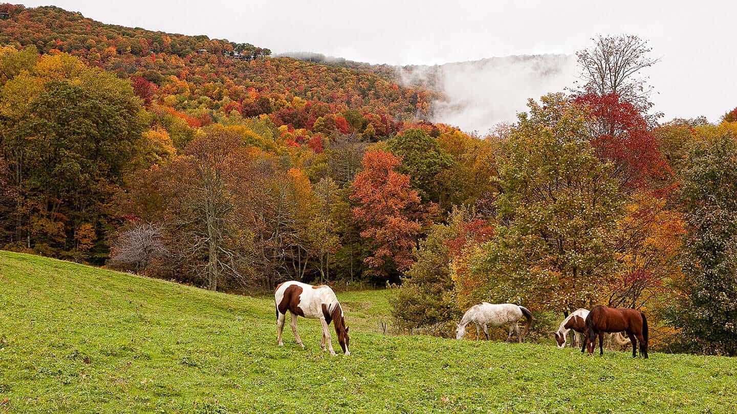 Blue Ridge Mountains in autumn color seen from The Swag, Waynesville, North Carolina