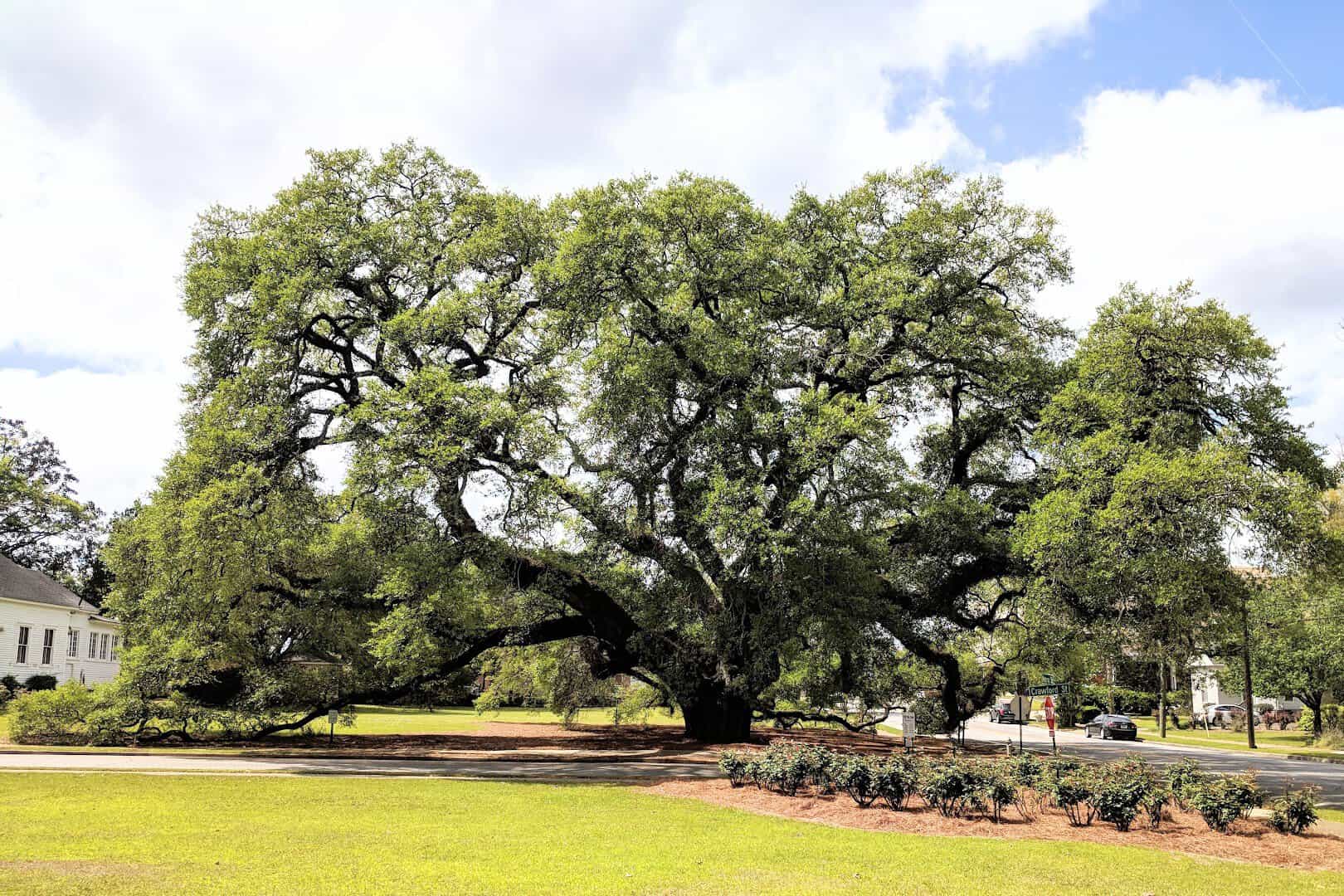 The Big Oak, a giant live oak tree in Thomasville, Georgia