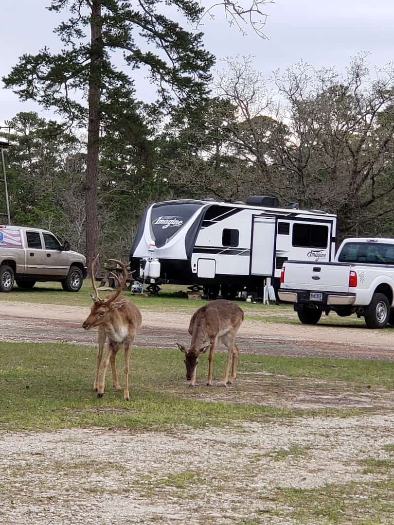 Fallow deer grazing among the campsites at Camp Tonkawa Springs, Texas