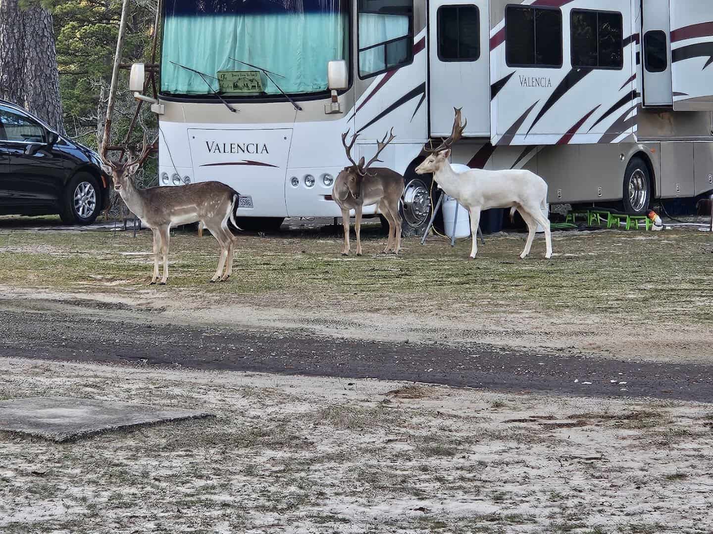 Tame fallow deer roaming the grounds at Camp Tonkawa Springs, Texas