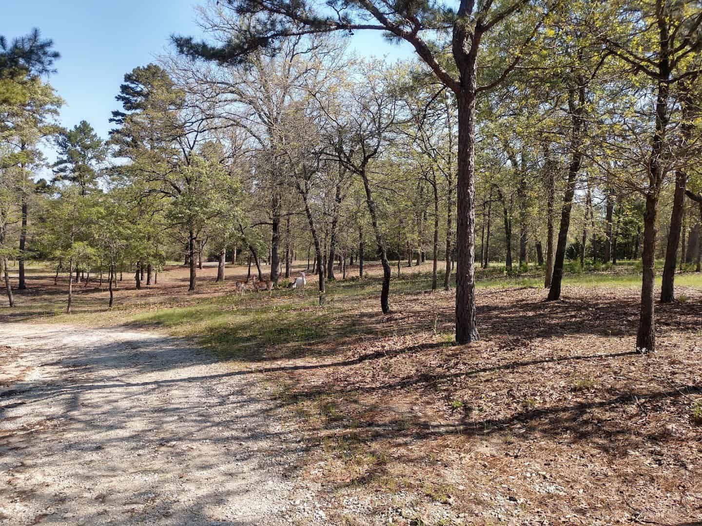 Tall pines of the East Texas Piney Woods at Camp Tonkawa Springs