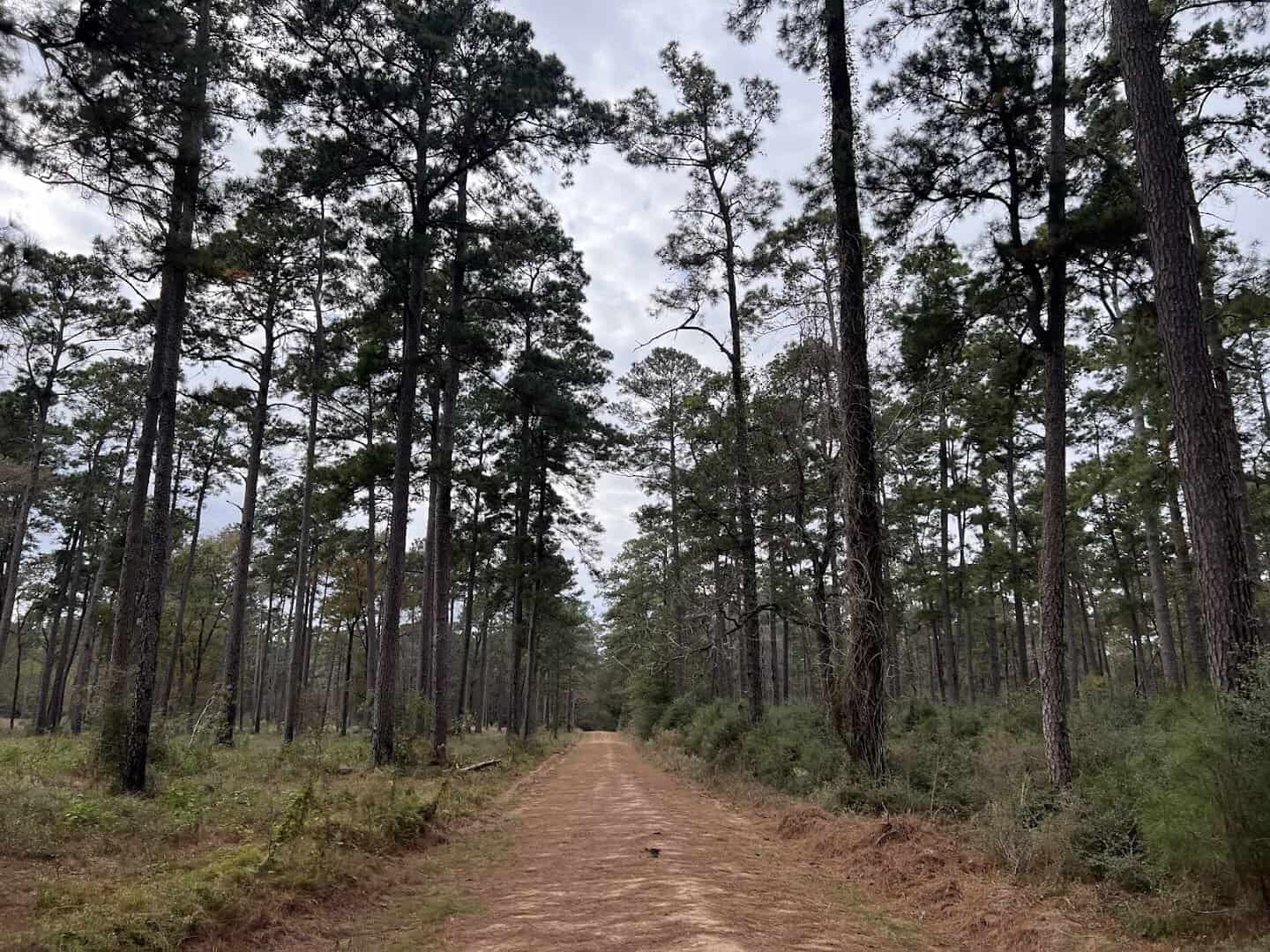 Hiking trail winding through tall pines at W.G. Jones State Forest near Conroe, Texas