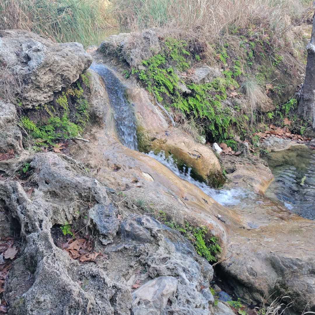 Maidenhair ferns and moss on the travertine wall of Gorman Falls in Texas