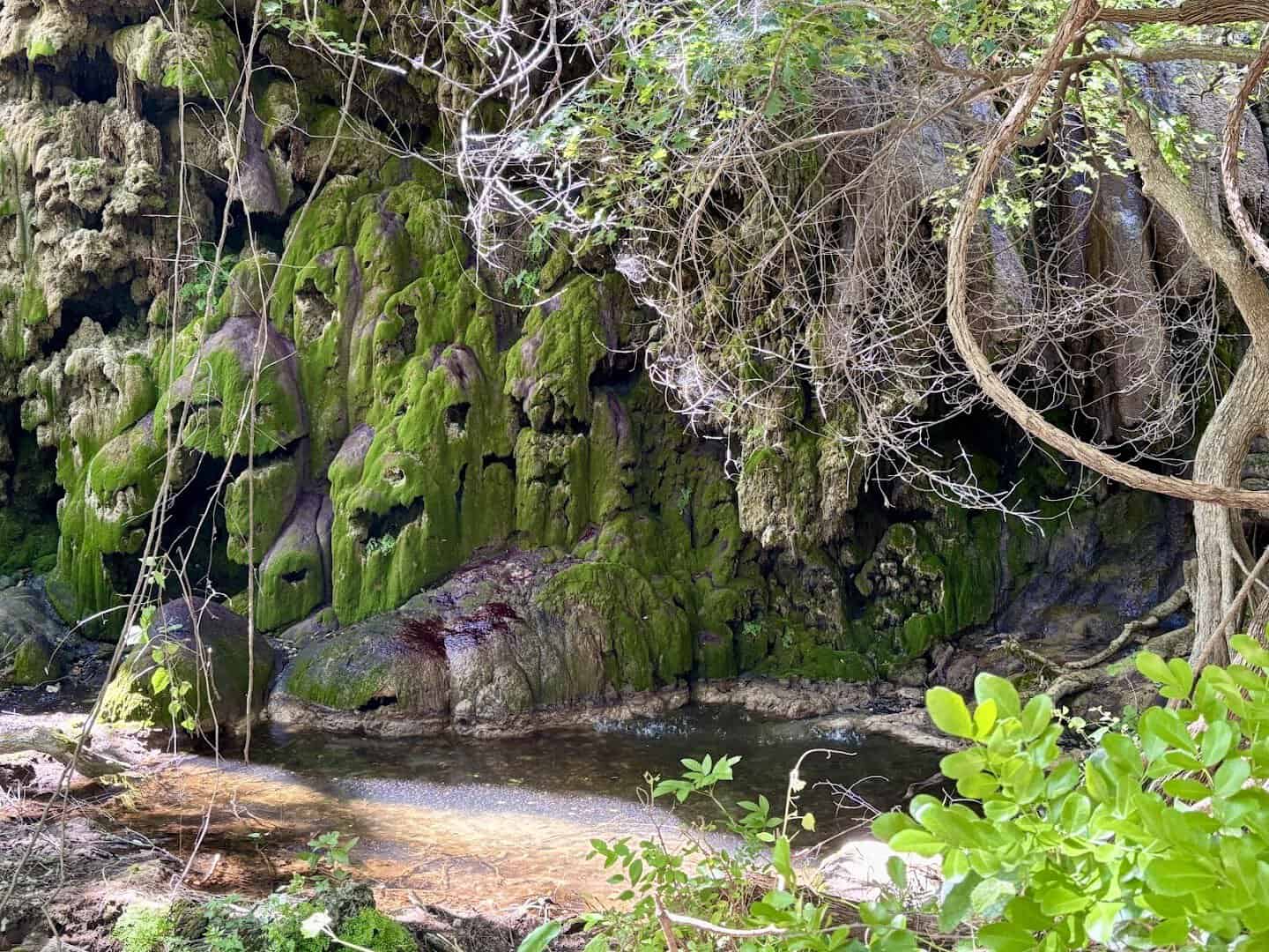 Close view of moss and ferns growing on travertine rock at Gorman Falls