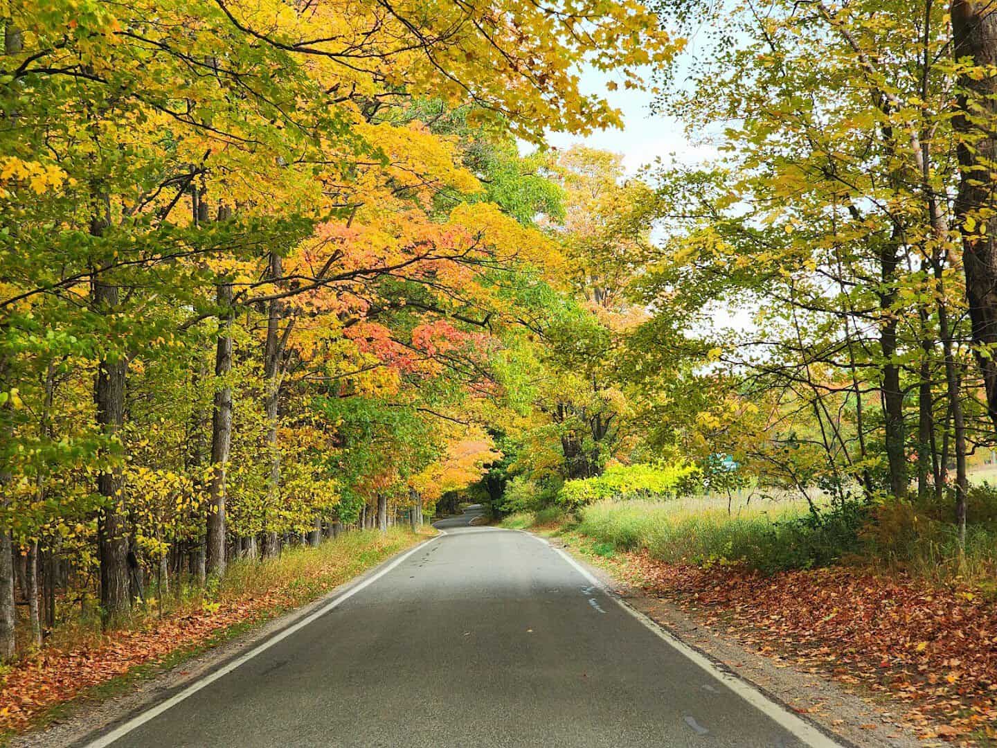Leaf covered road through fall foliage on the Tunnel of Trees M-119 Michigan